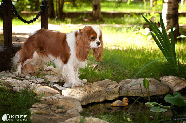 http://www.labradors.ru/cavaliers/Keysi%20prud%201.jpg